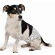 Dog Male Diapers Small